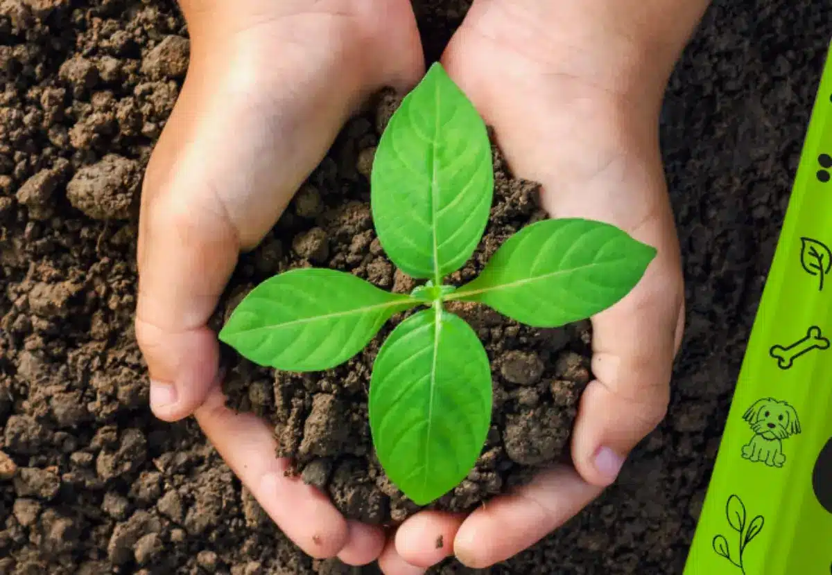 Bolsas compostables respetuosas con el medio ambiente