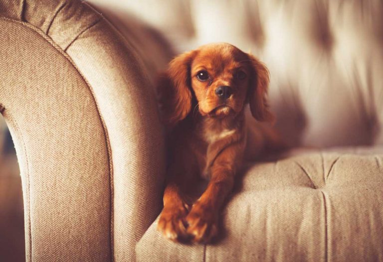 Como eliminar olores de mascotas del sofa