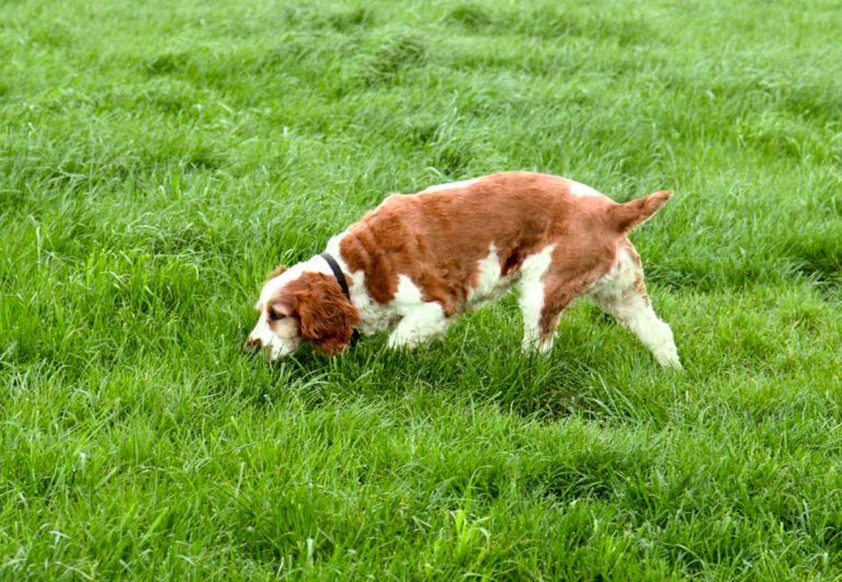 Cómo limpiar las patas de mi perro tras un paseo por el campo